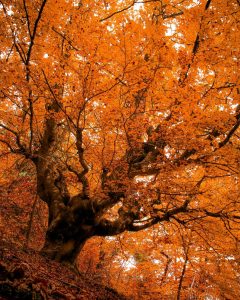 Utah Fall