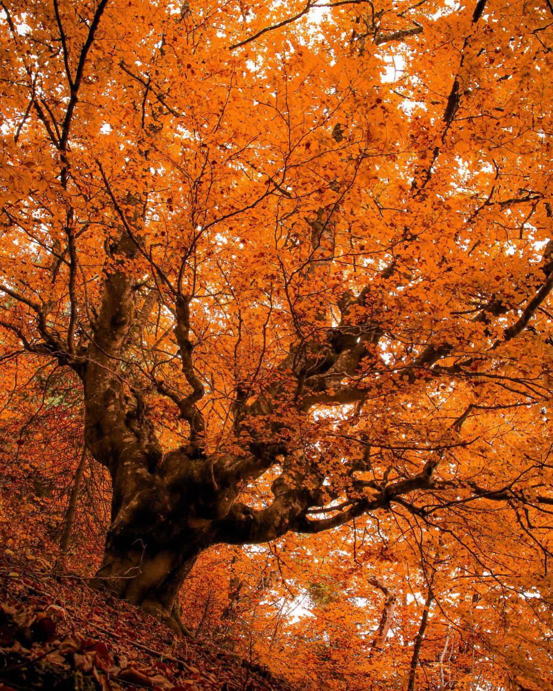Utah Fall